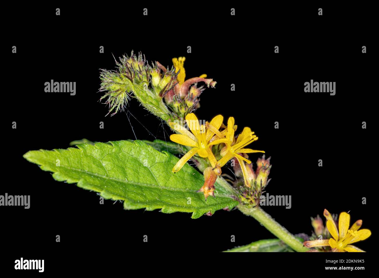 Yellow flower of the Subfamily Grewioideae Stock Photo
