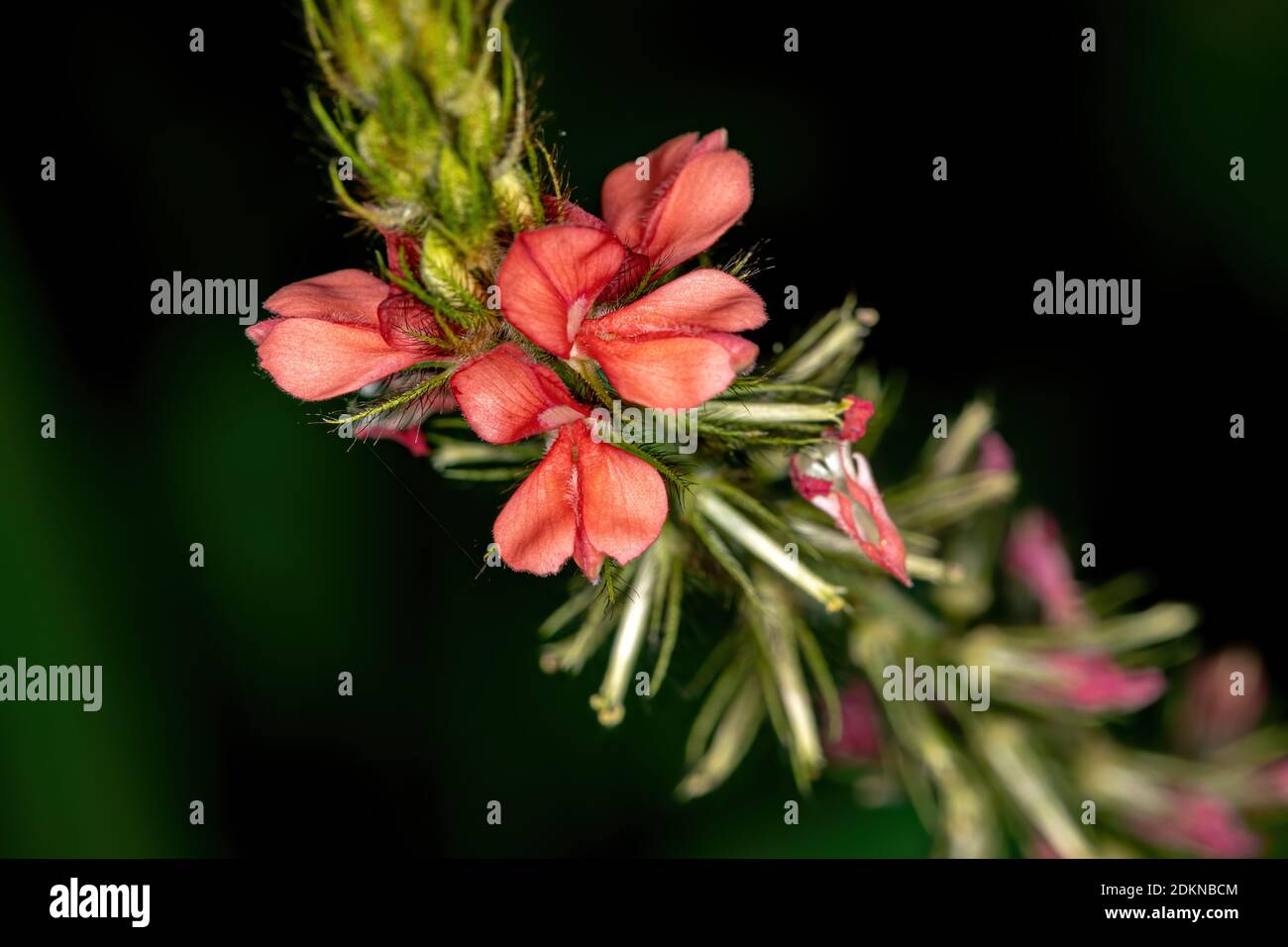 Indigo flower of the Genus Indigofera Stock Photo