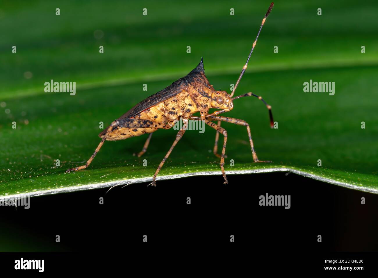 Page 2 Leaf Footed Bugs High Resolution Stock Photography And Images Alamy