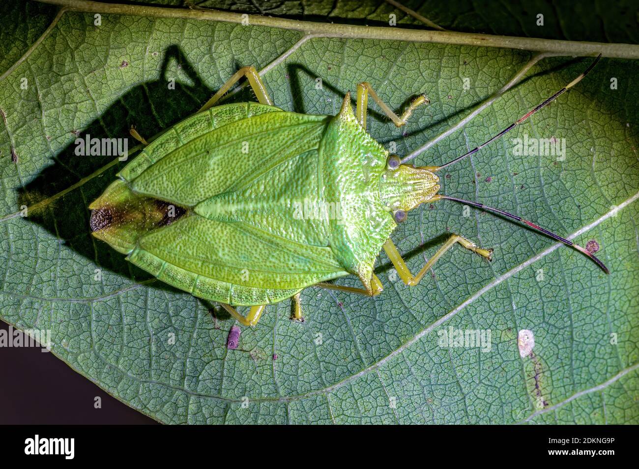 Chlorocoris hi-res stock photography and images - Alamy