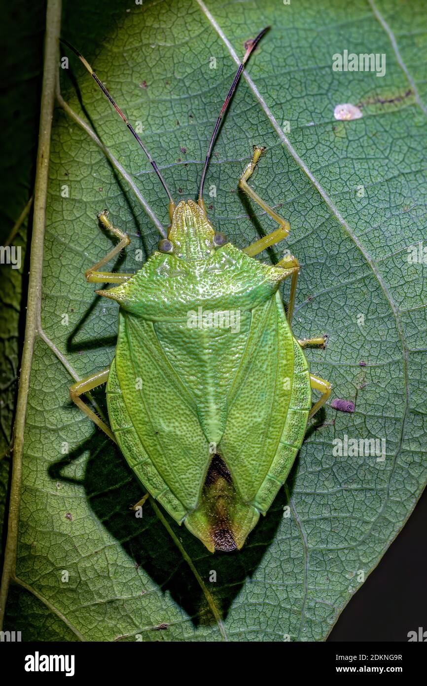 Chlorocoris hi-res stock photography and images - Alamy