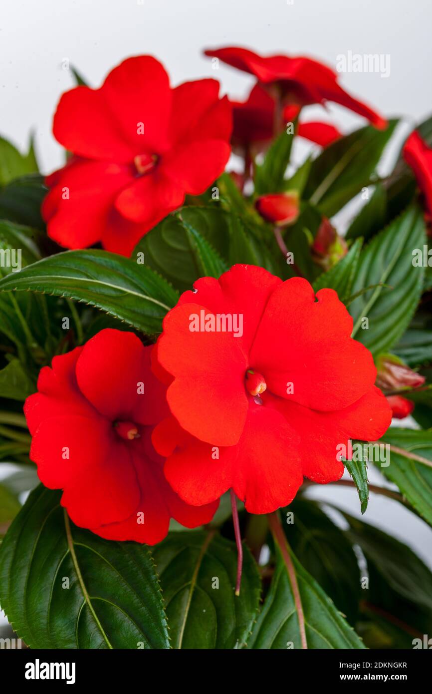 New Guinea Impatiens Images – Browse 111 Stock Photos, Vectors, and Video