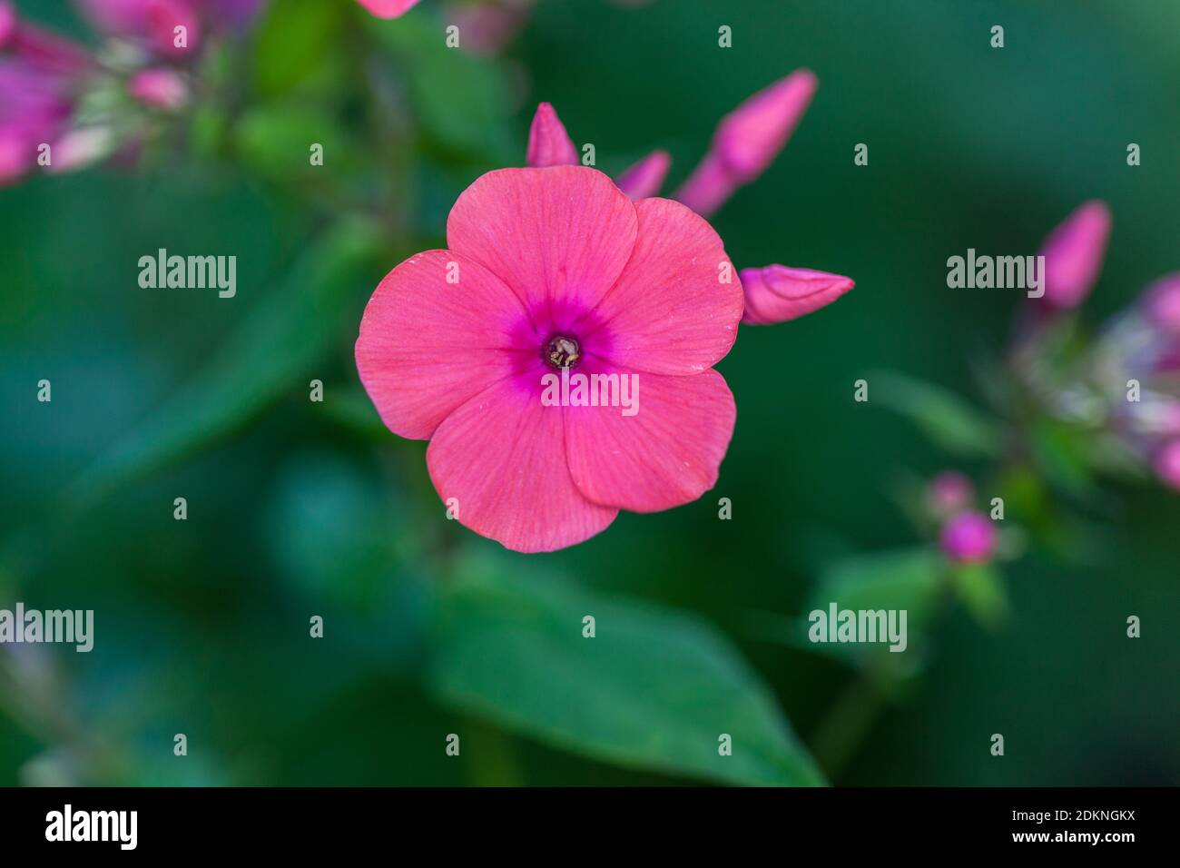 'Brigadier' Garden Phlox, Höstflox (Phlox paniculata) Stock Photo