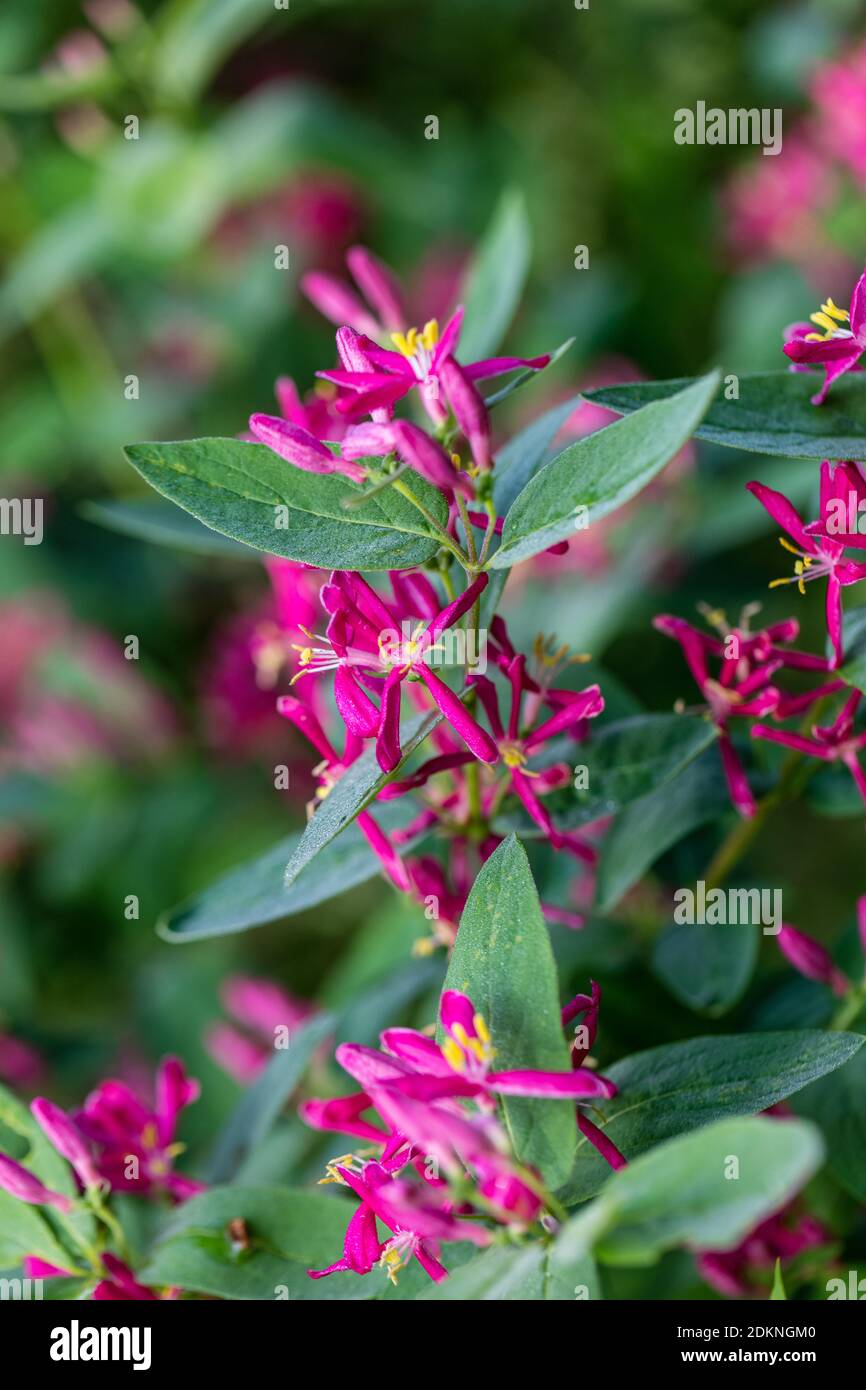 Tartarian honeysuckle, Rosentry (Lonicera tatarica) Stock Photo