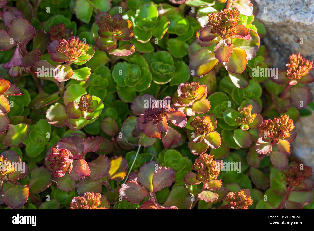 'Red Carpet' Caucasian Stonecrop, Kaukasiskt fetblad (Sedum spurium) Stock Photo