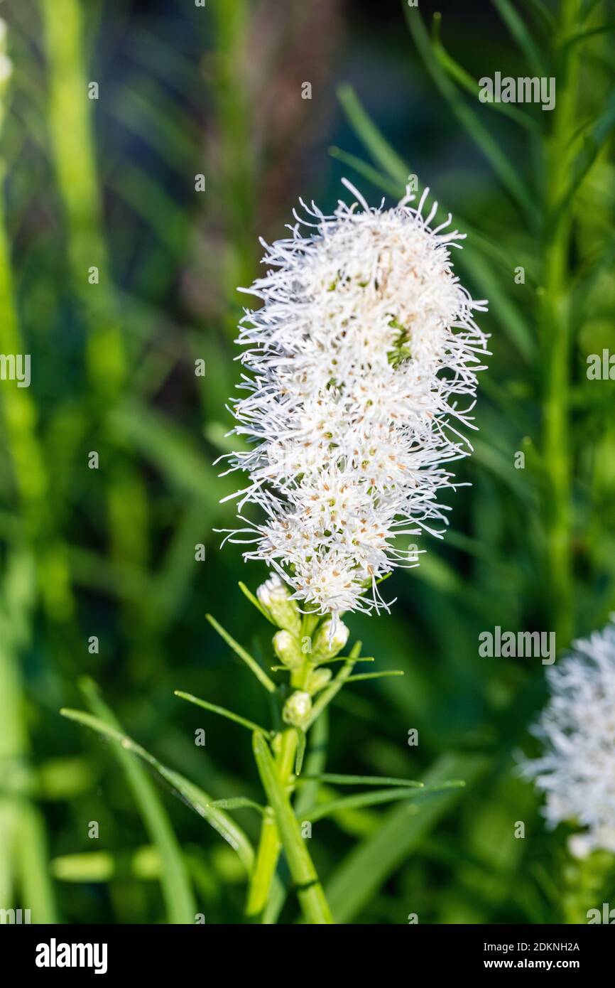 'Alba' Blazing Star Plant, Rosenstav (Liatris spicata) Stock Photo