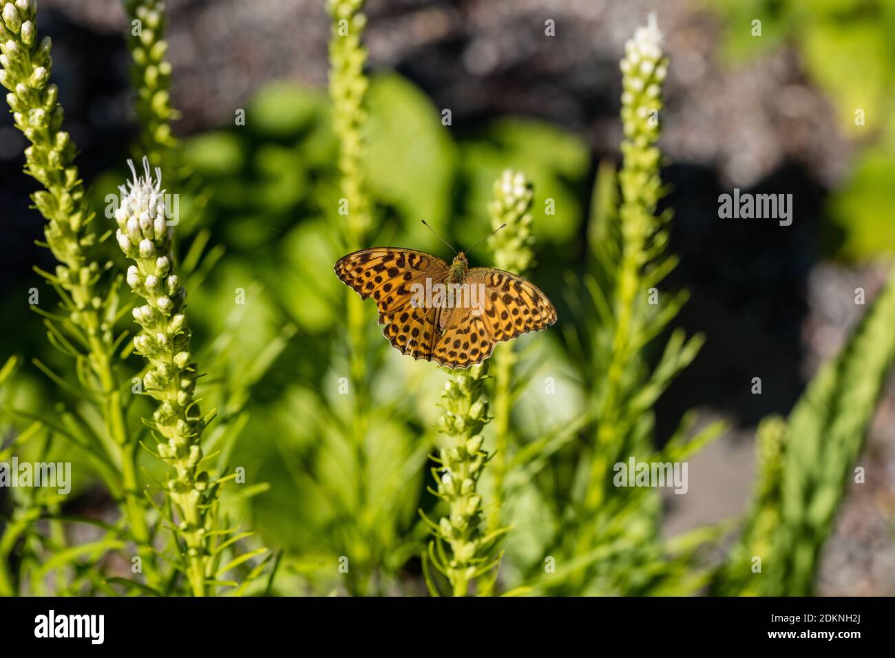 'Alba' Blazing Star Plant, Rosenstav (Liatris spicata) Stock Photo