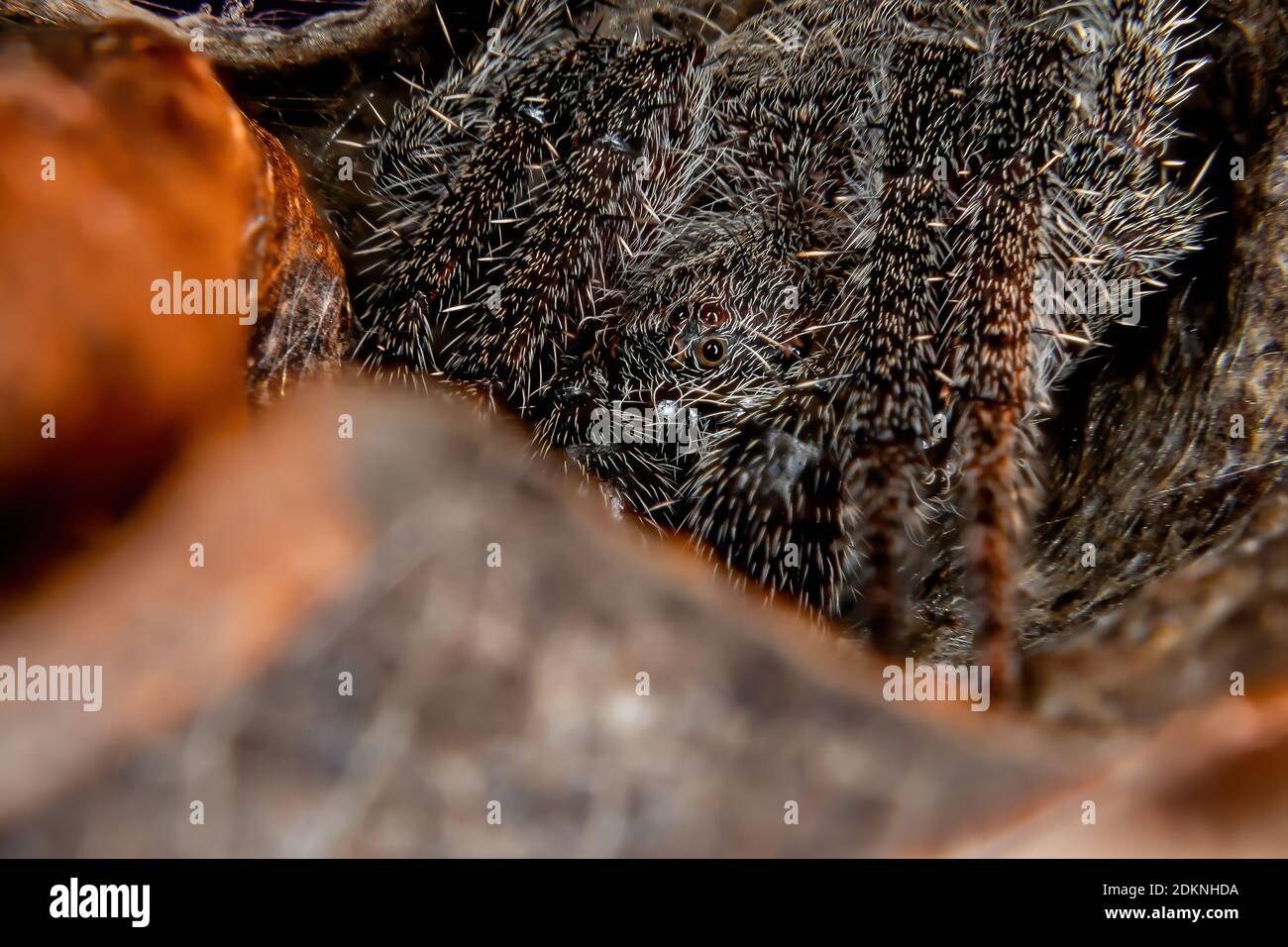 Classic Orbweaver of the Genus Eriophora with focus stacking Stock Photo
