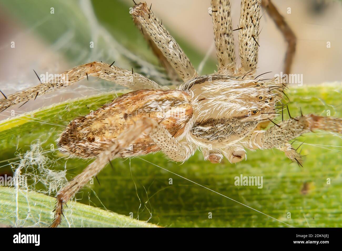 running crab spider of the family Philodromidae Stock Photo Alamy