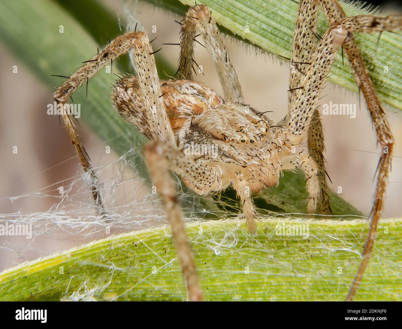 running crab spider of the family Philodromidae Stock Photo - Alamy
