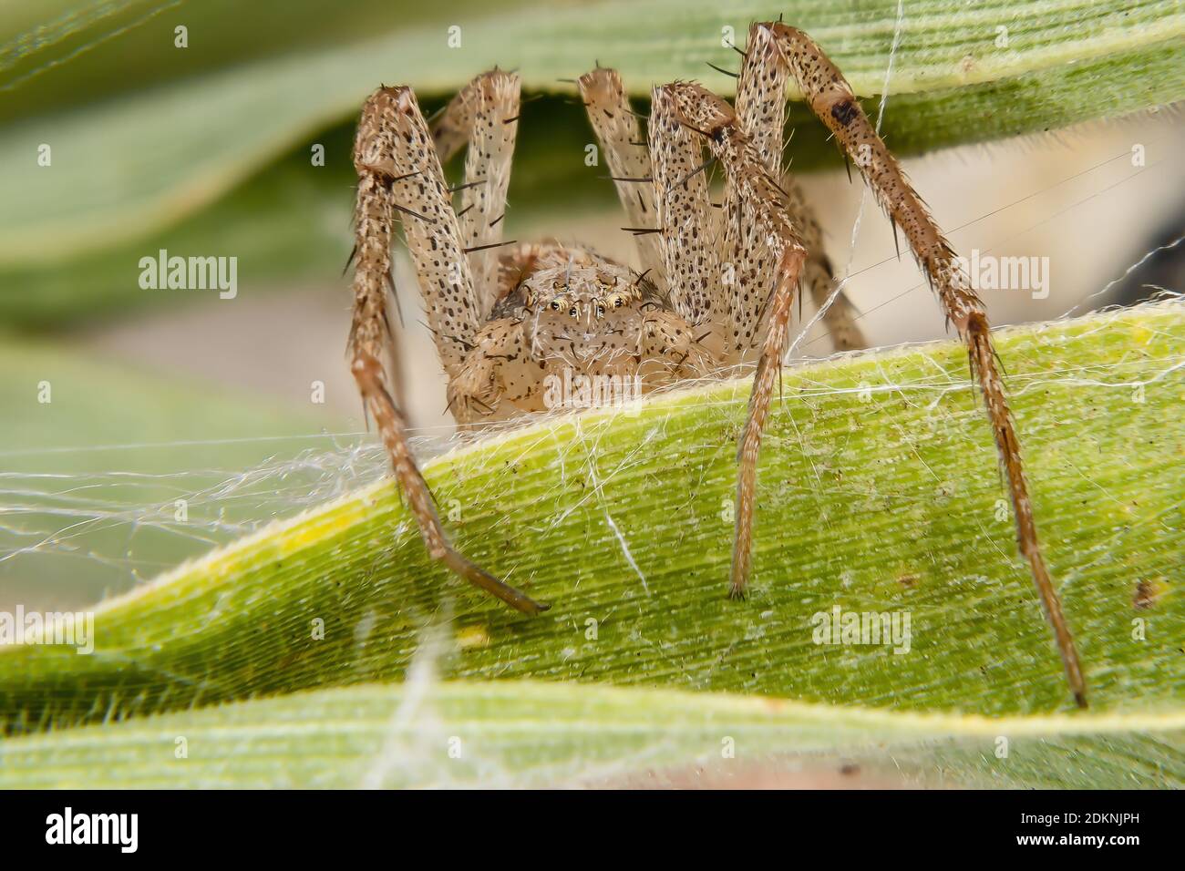 running crab spider of the family Philodromidae Stock Photo - Alamy