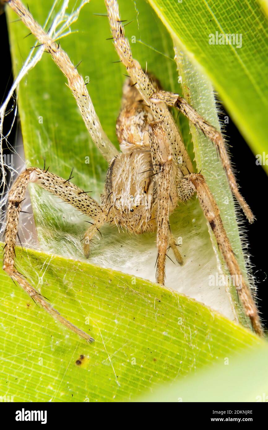 running crab spider of the family Philodromidae Stock Photo Alamy