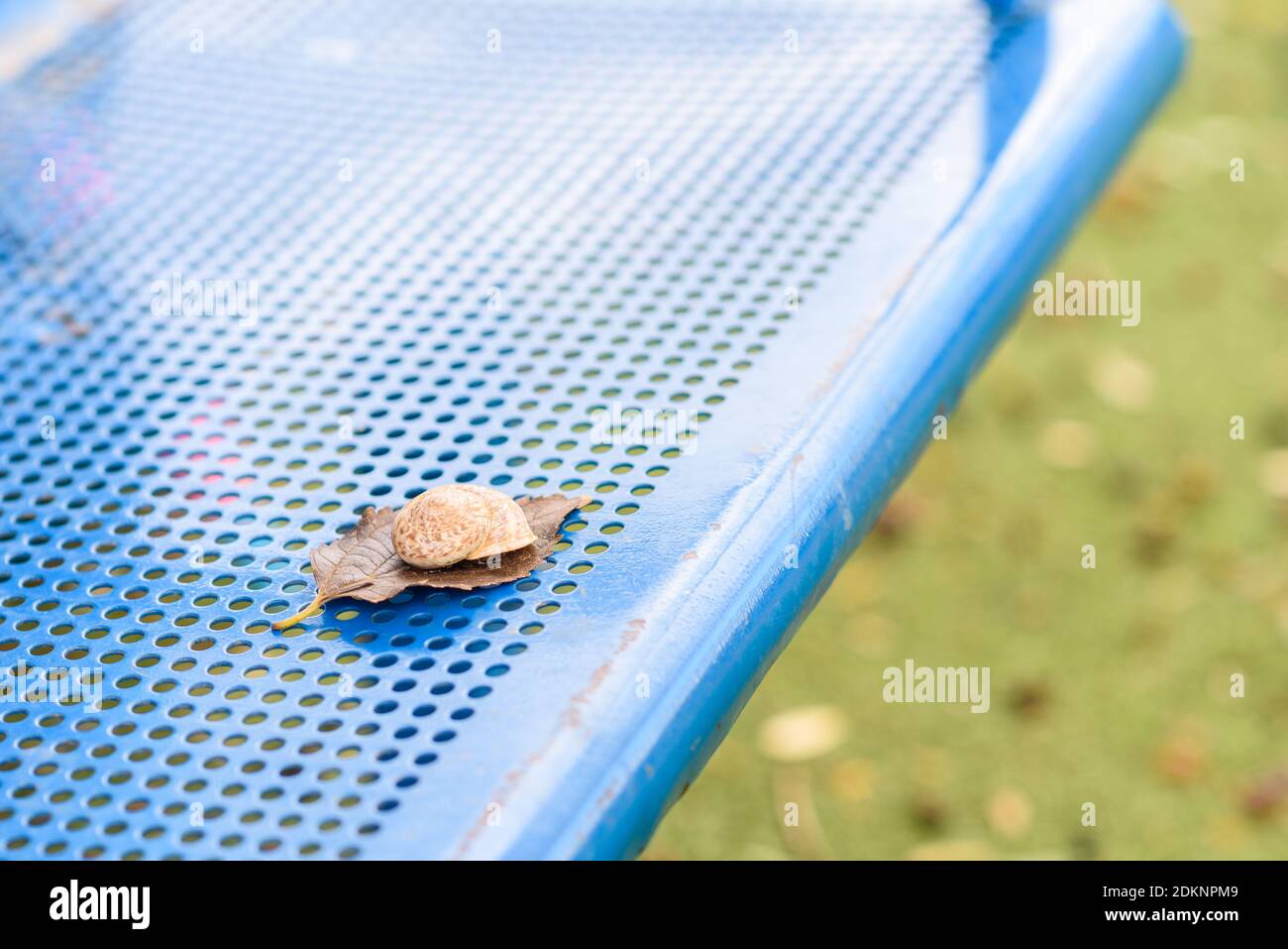 Snail on leaf. Snail on blue bench. Stock Photo