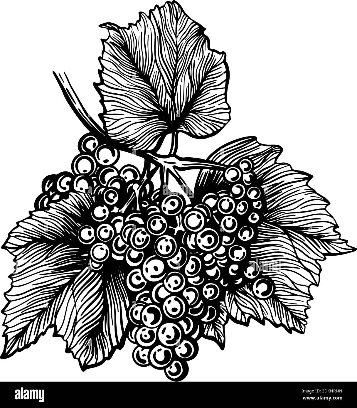 Grapes isolated on a white background. Grapevine hand drawn vector