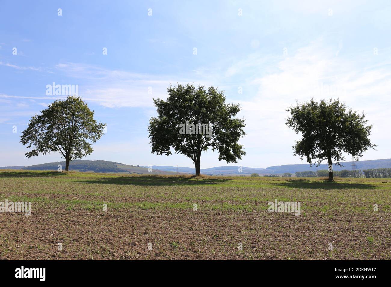 tree in a field Stock Photo - Alamy