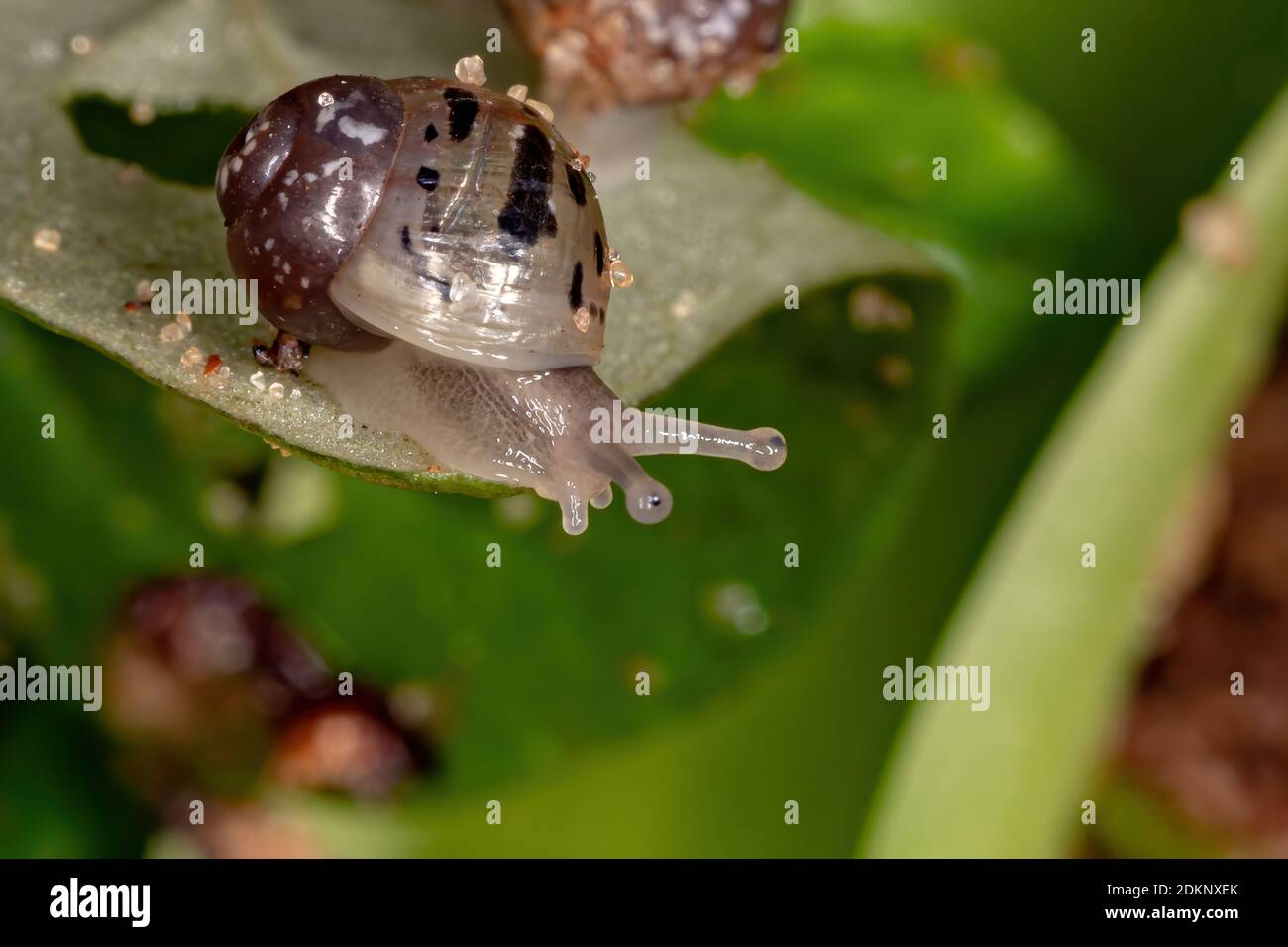 African Giant Snail of the species Lissachatina fulica Stock Photo Alamy