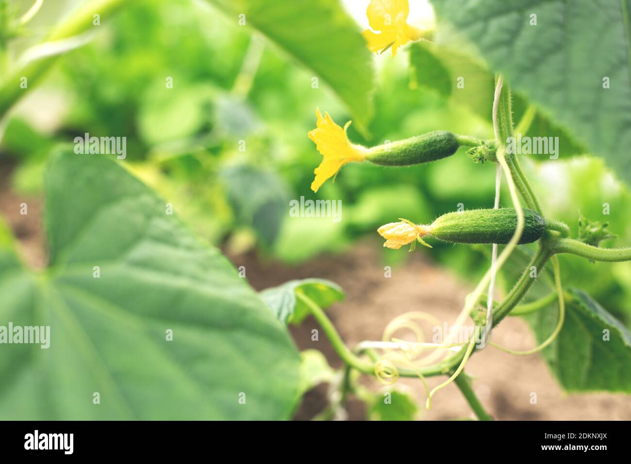 Small cucumbers with a flower. Growing cucumbers in a greenhouse