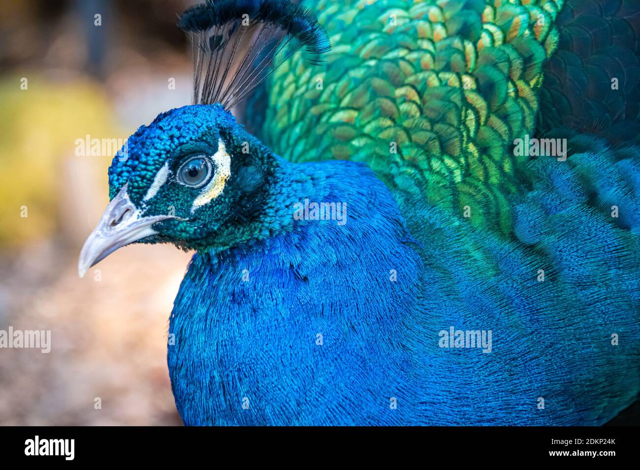 Beautiful blue and green Indian Peacock at the Yellow River Wildlife Sanctuary near Atlanta in Lilburn, Georgia. (USA) Stock Photo