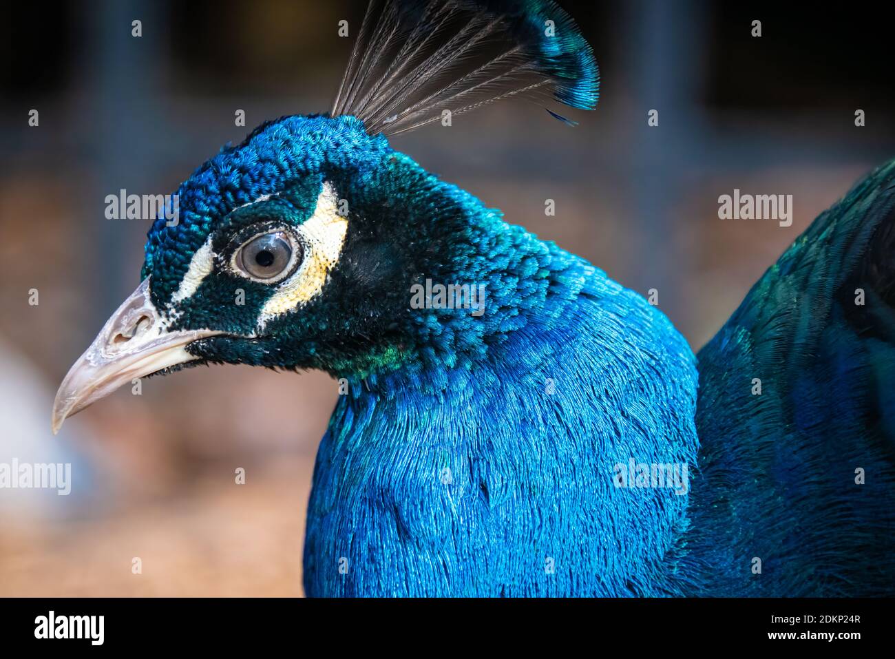 Close-up of a beautiful Indian Peacock at the Yellow River Wildlife Sanctuary near Atlanta in Lilburn, Georgia. (USA) Stock Photo