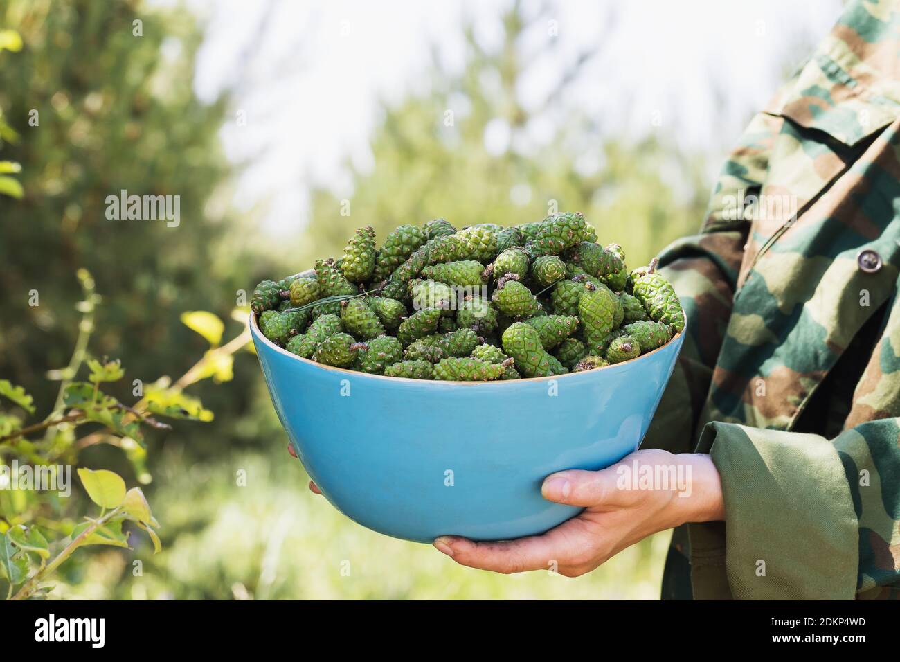 A man is holding collected small green forest cones in a bowl. Stock Photo