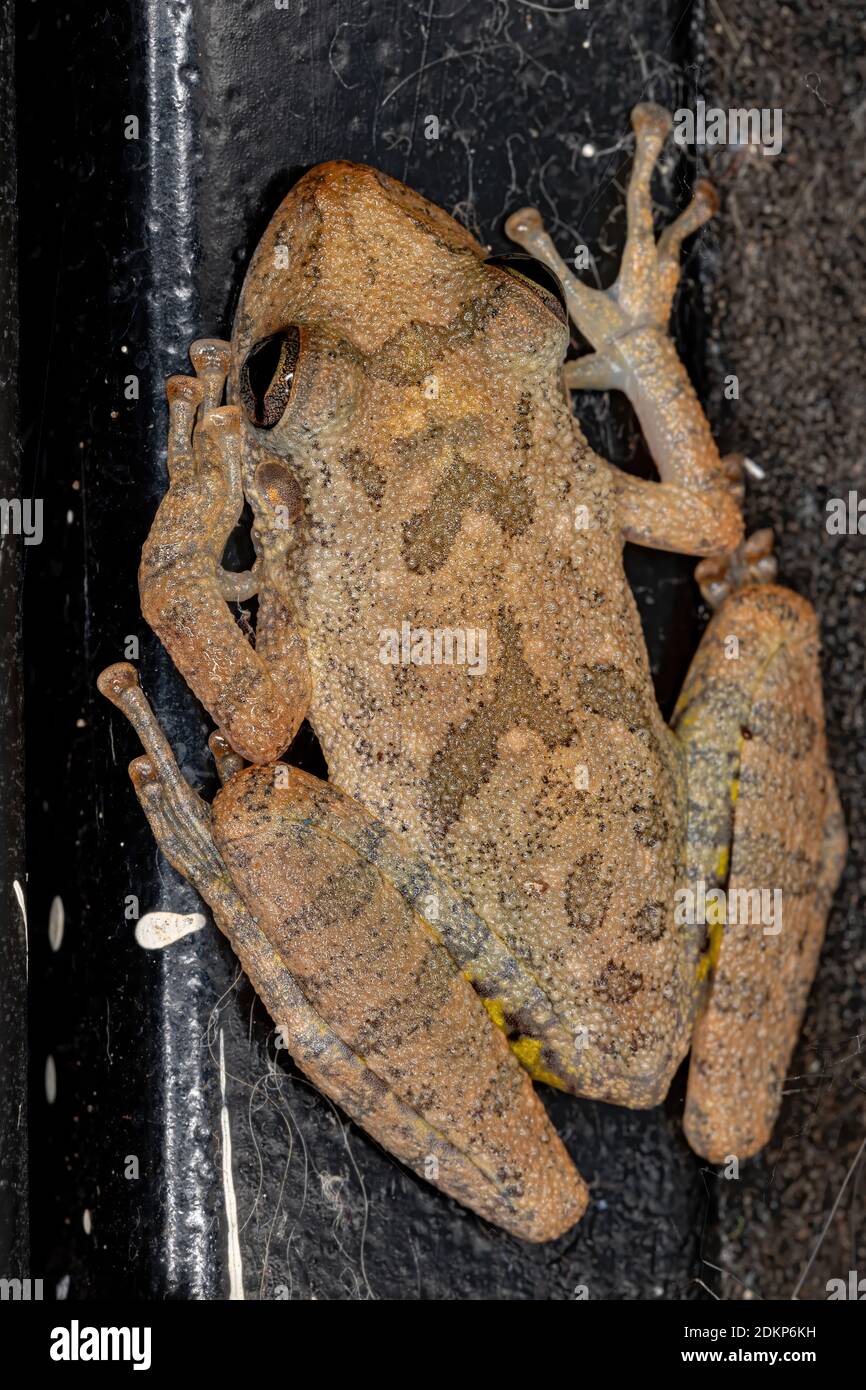 Fuscous-blotched Snouted Tree Frog of the species Scinax fuscovarius Stock Photo