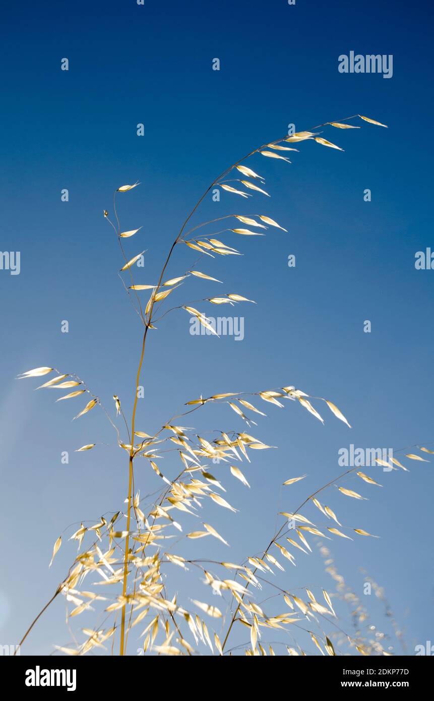 Wild grass against the sky Stock Photo