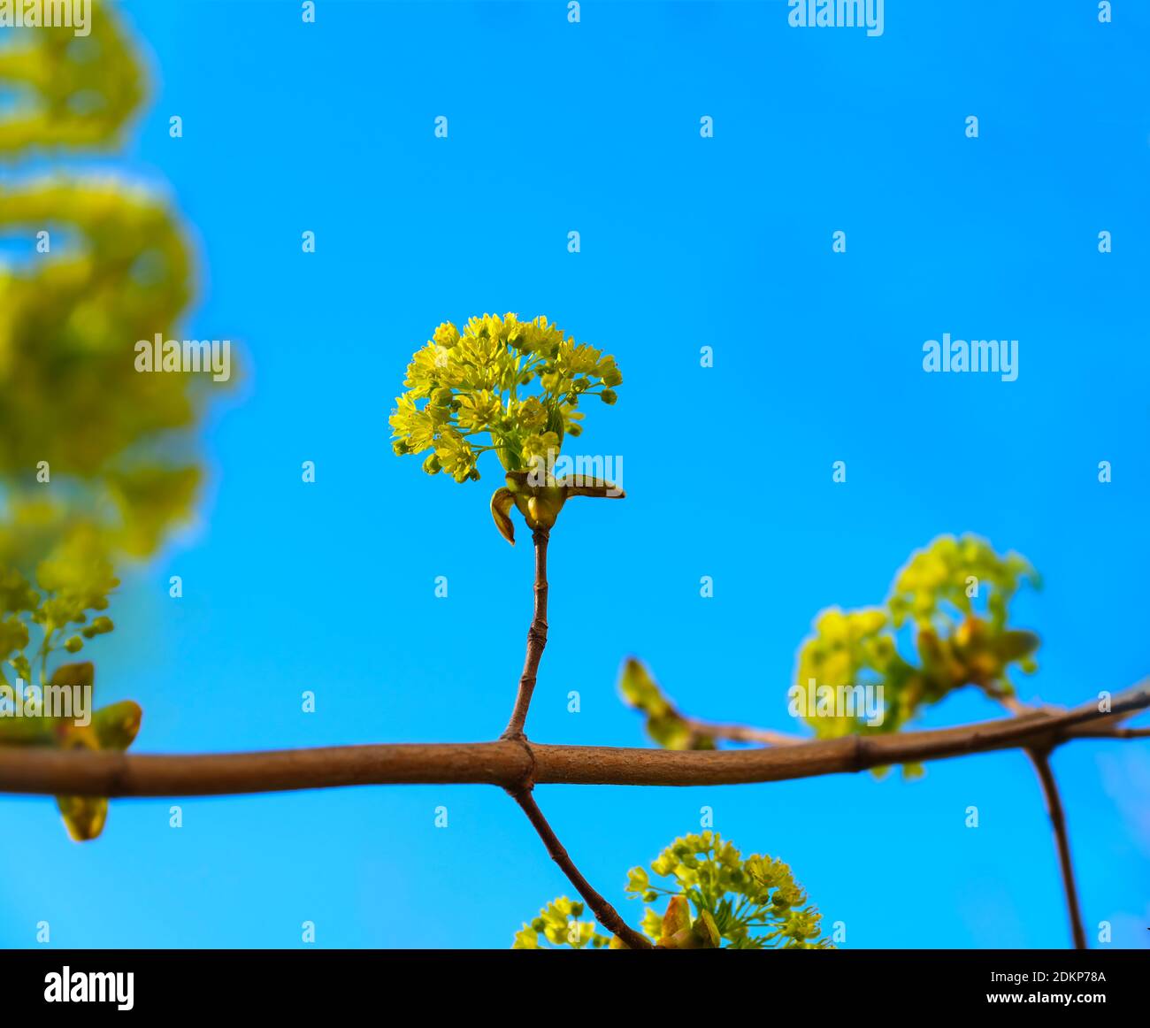 Green buds on branches in spring. Nature and blooming in spring time. Bokeh blue background. Stock Photo