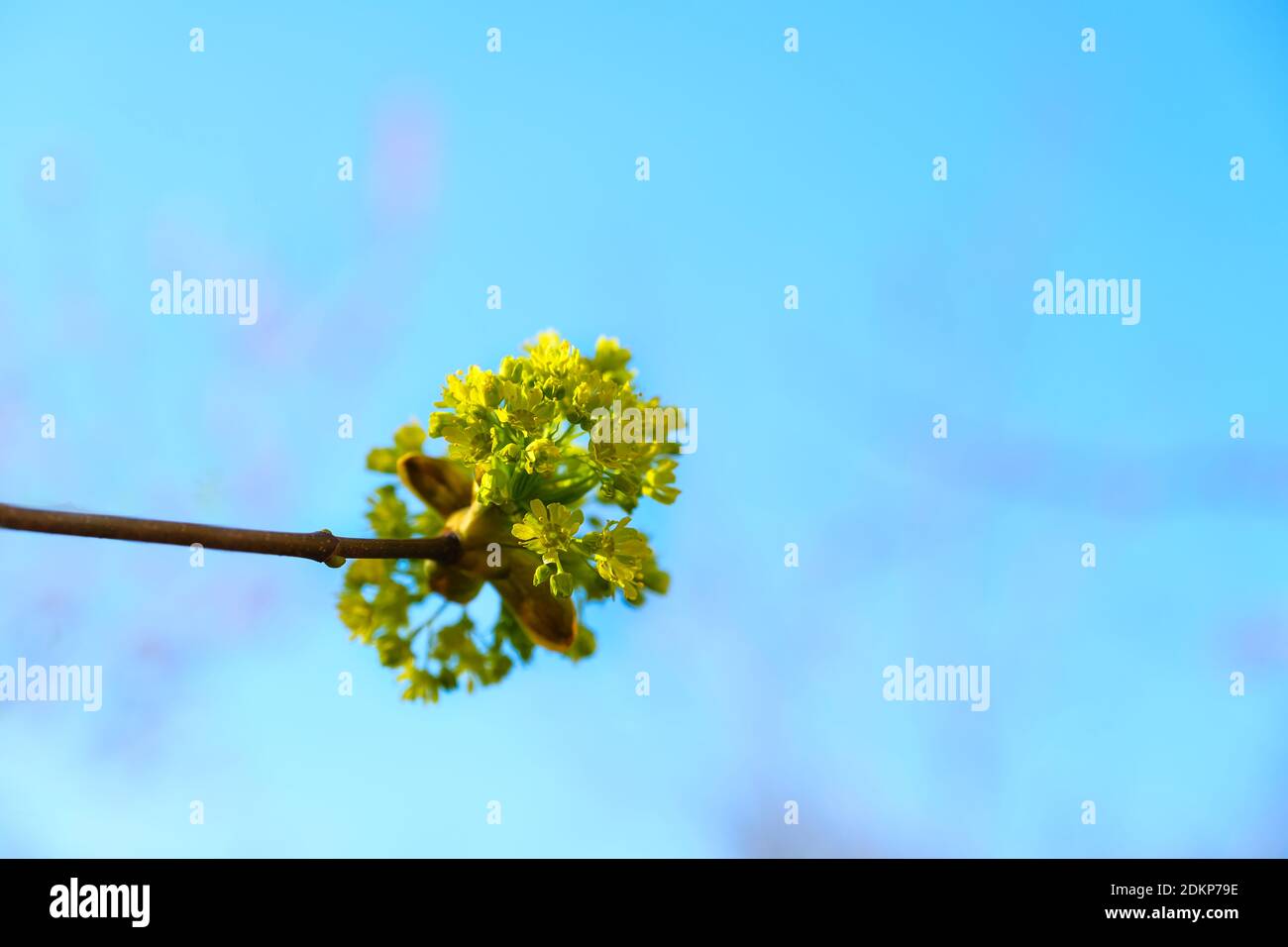 Green buds on branches in spring. Nature and blooming in spring time. Bokeh blue background. Stock Photo