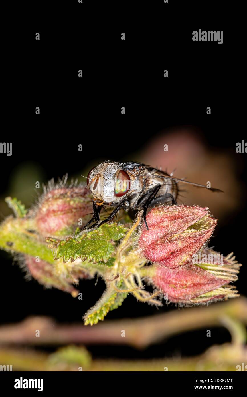 Tachinid Fly of the Family Tachinidae Stock Photo - Alamy