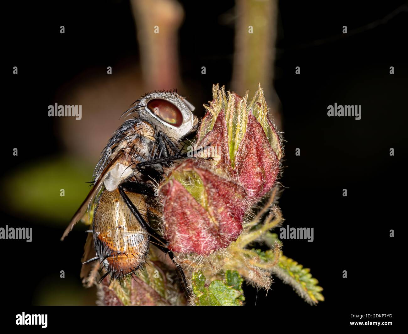 Tachinid Fly of the Family Tachinidae Stock Photo - Alamy