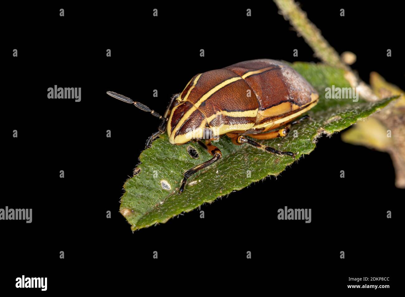 Jewel Bug of the species Agonosoma flavolineatum Stock Photo