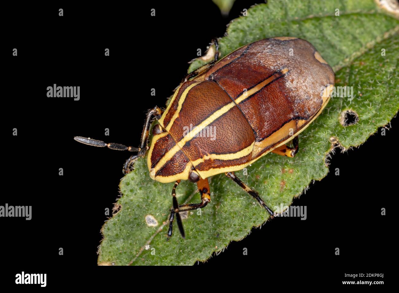 Jewel Bug of the species Agonosoma flavolineatum Stock Photo