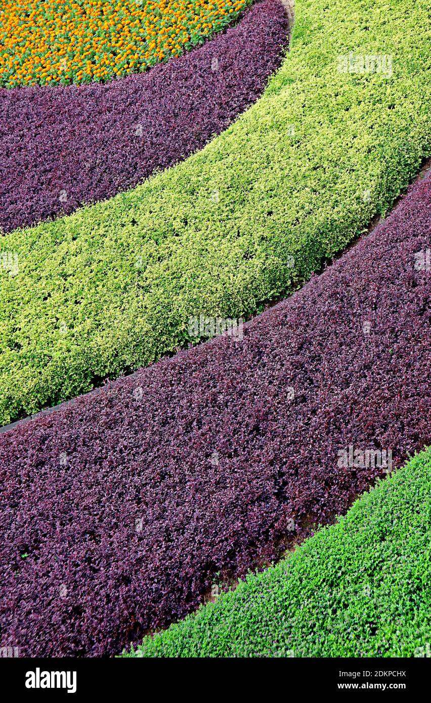 Curve pattern of purple and green decorative shrubs in the garden Stock Photo