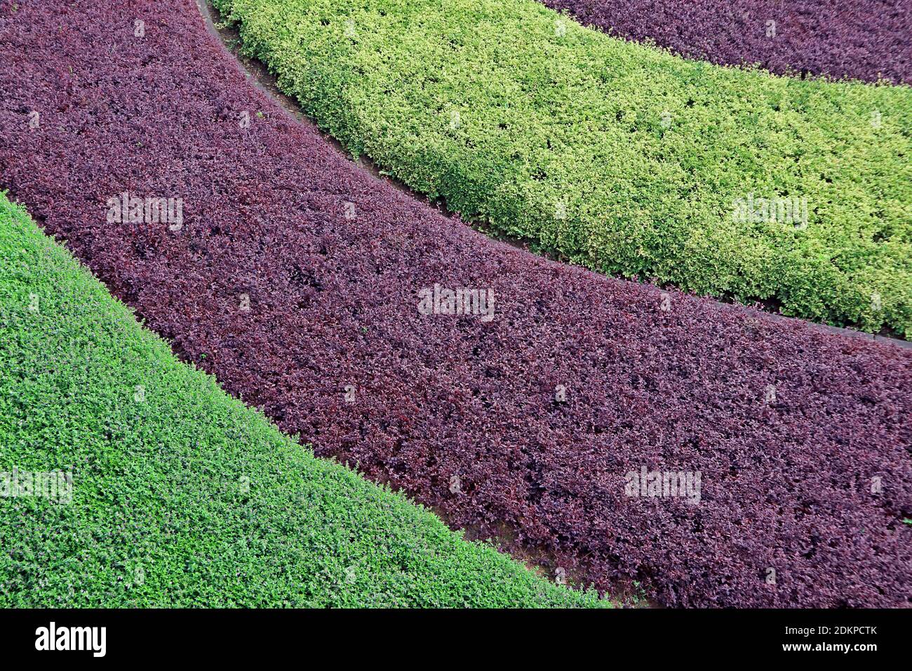 Curve pattern of purple and green ornamental shrubs in the garden for abstract background Stock Photo