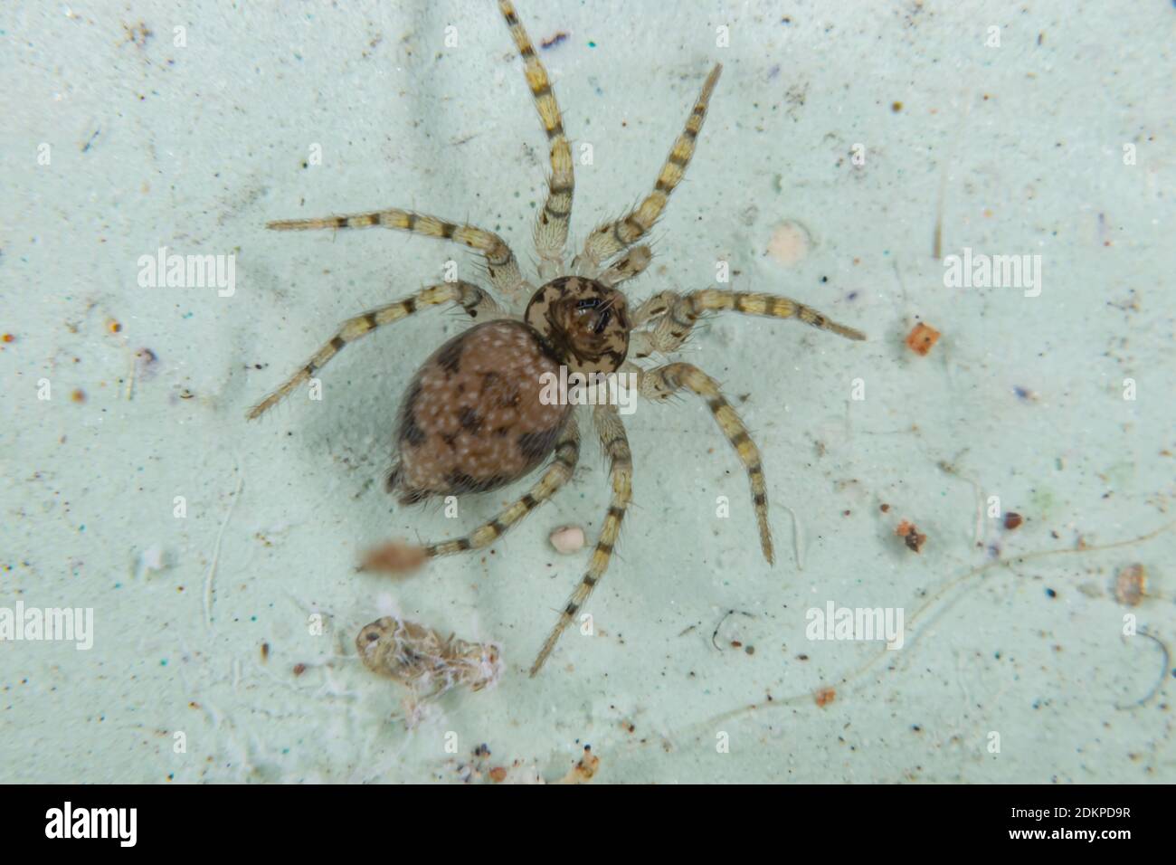 Wall Spider of the species Oecobius navus Stock Photo