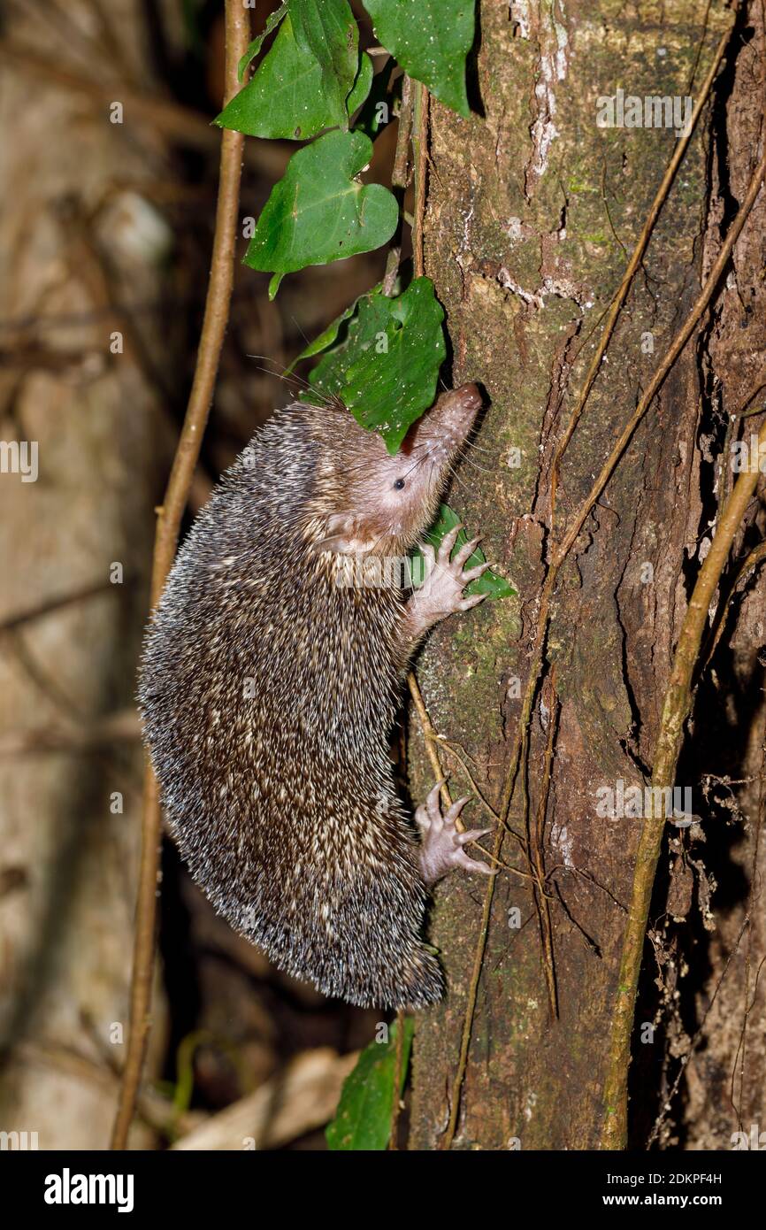 nocturnal animal Lesser Hedgehog Tenrec climbing on tree in natural habitat, Echinops telfairi, Nosy mangabe, Madagascar wildlife Stock Photo