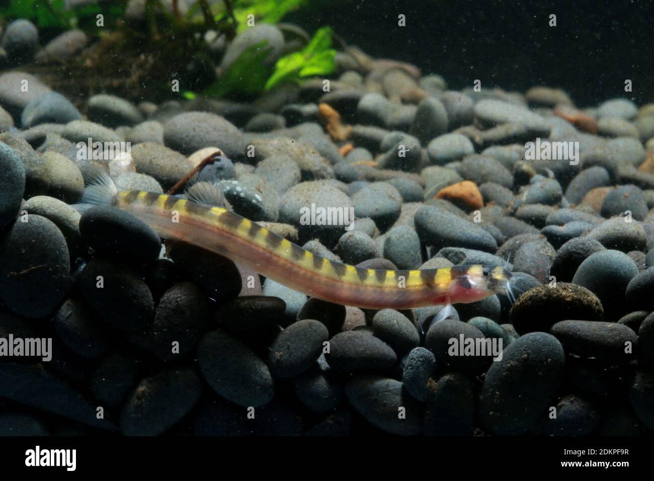 Kuhli Loach, Pangio kuhlii, Stock Photo