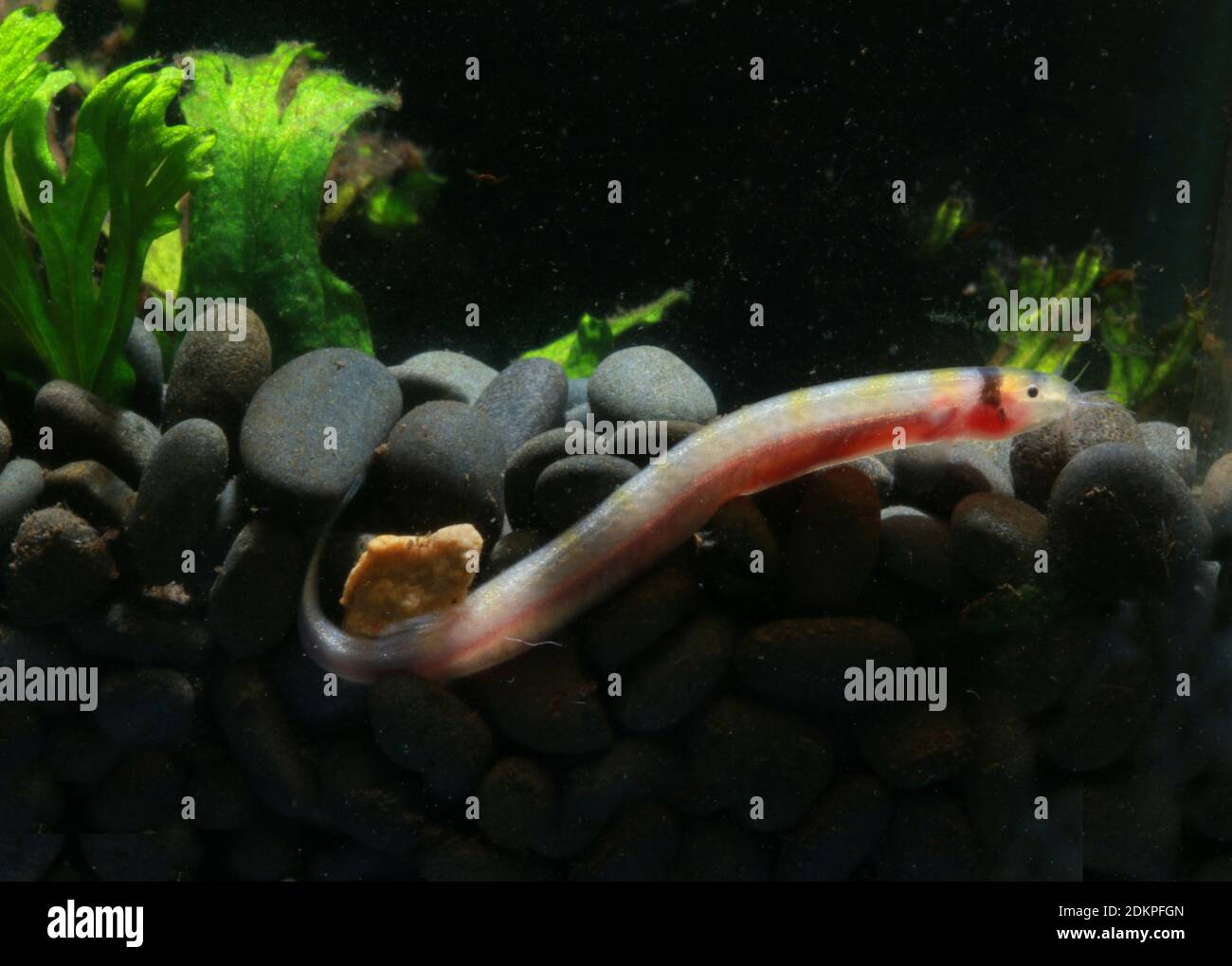 Rare leucistic kuhli loach, kuhli eel, Stock Photo