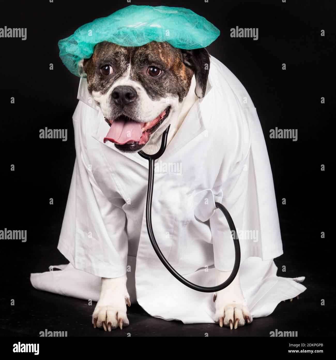 dog with lab coat