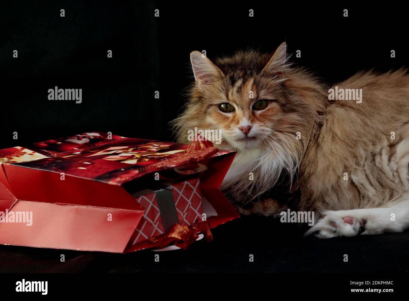 A Norwegian forest cat with christmas decorations Stock Photo