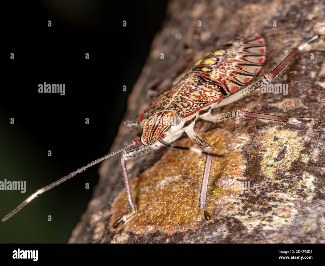Chlorocoris hi-res stock photography and images - Alamy