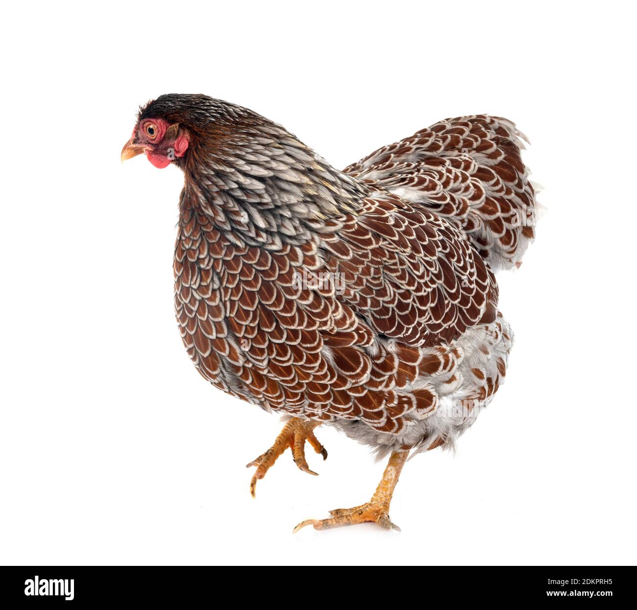 Wyandotte chicken in front of white background Stock Photo - Alamy