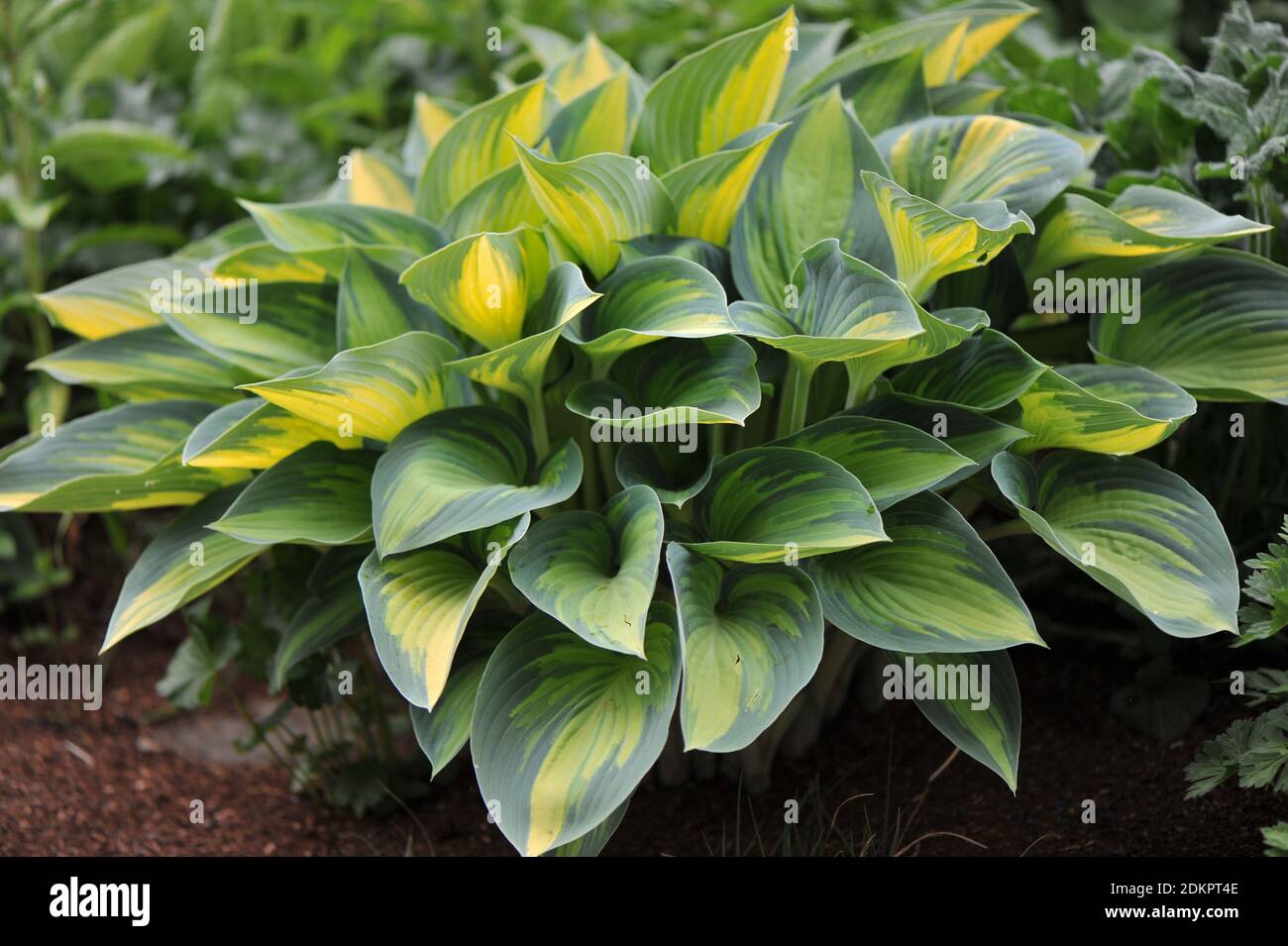 Variegated hosta June shows it's beautyful yellow and green leaves in a garden in May Stock Photo