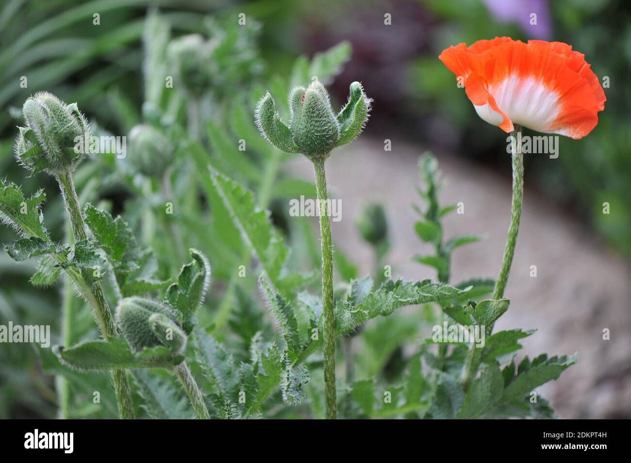 Oriental poppy (Papaver orientale) Pinnacle with shining red and white flowers blooms in a garden in May 2020 Stock Photo