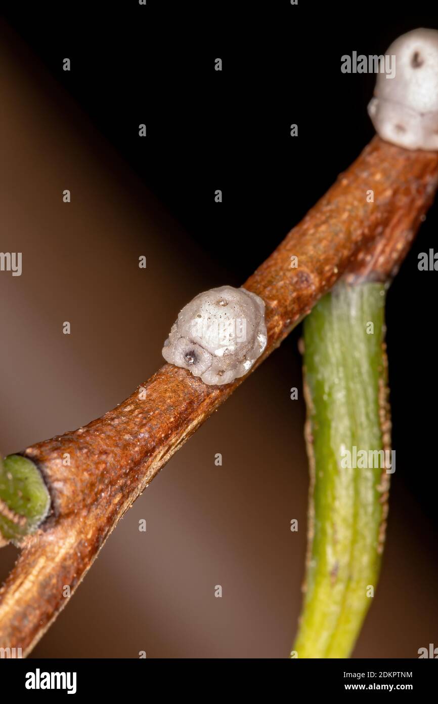 Wax Scale of the Genus Ceroplastes Stock Photo