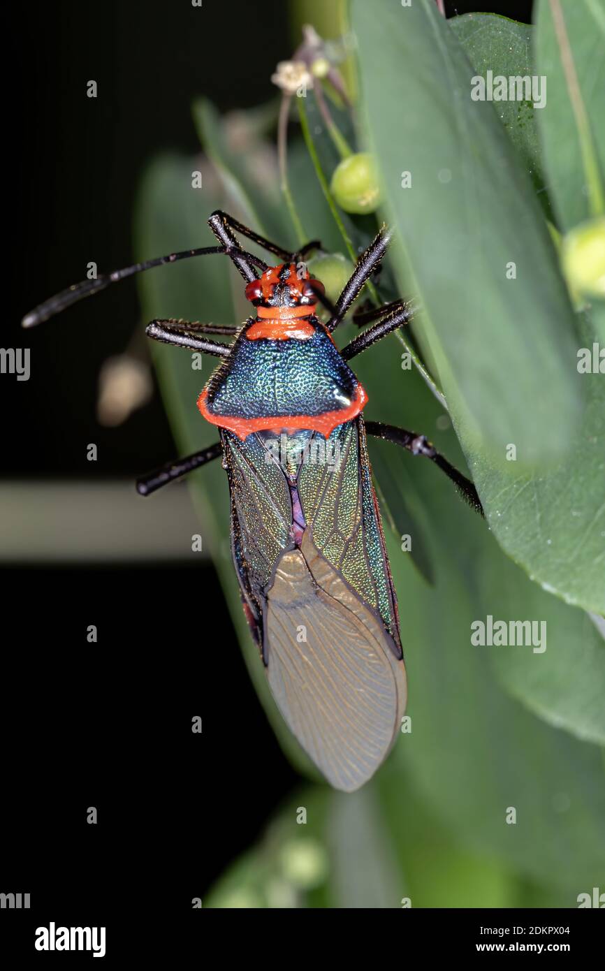 Chrysis species hi-res stock photography and images - Alamy