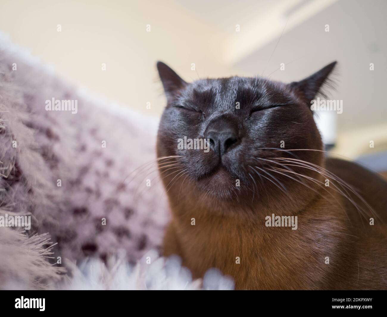 Close-up Of Cat Napping Stock Photo