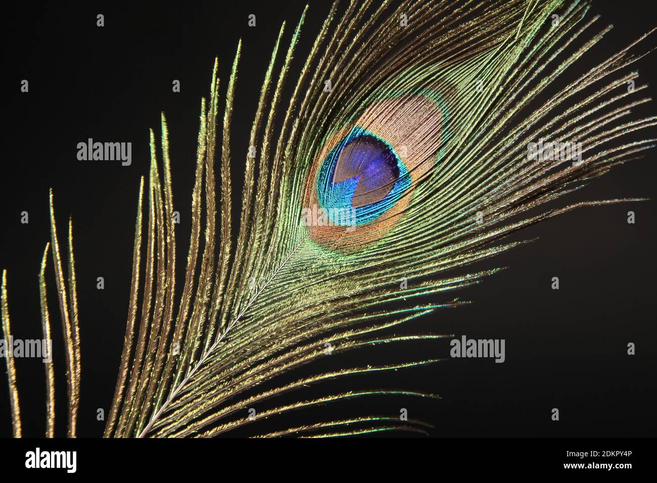 Peacock Feather Isolated Images – Browse 42,384 Stock Photos, Vectors, and  Video