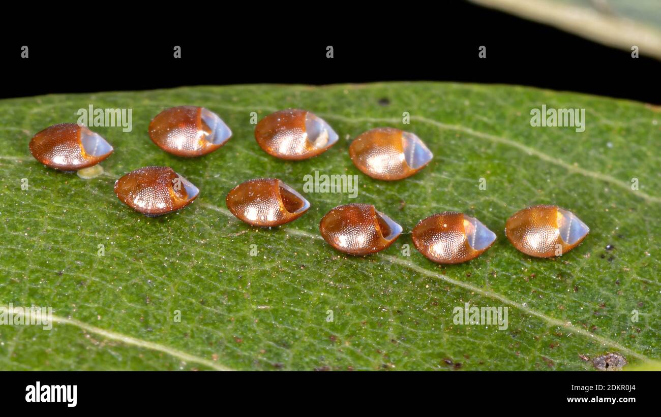 Hatched insect eggs hires stock photography and images Alamy