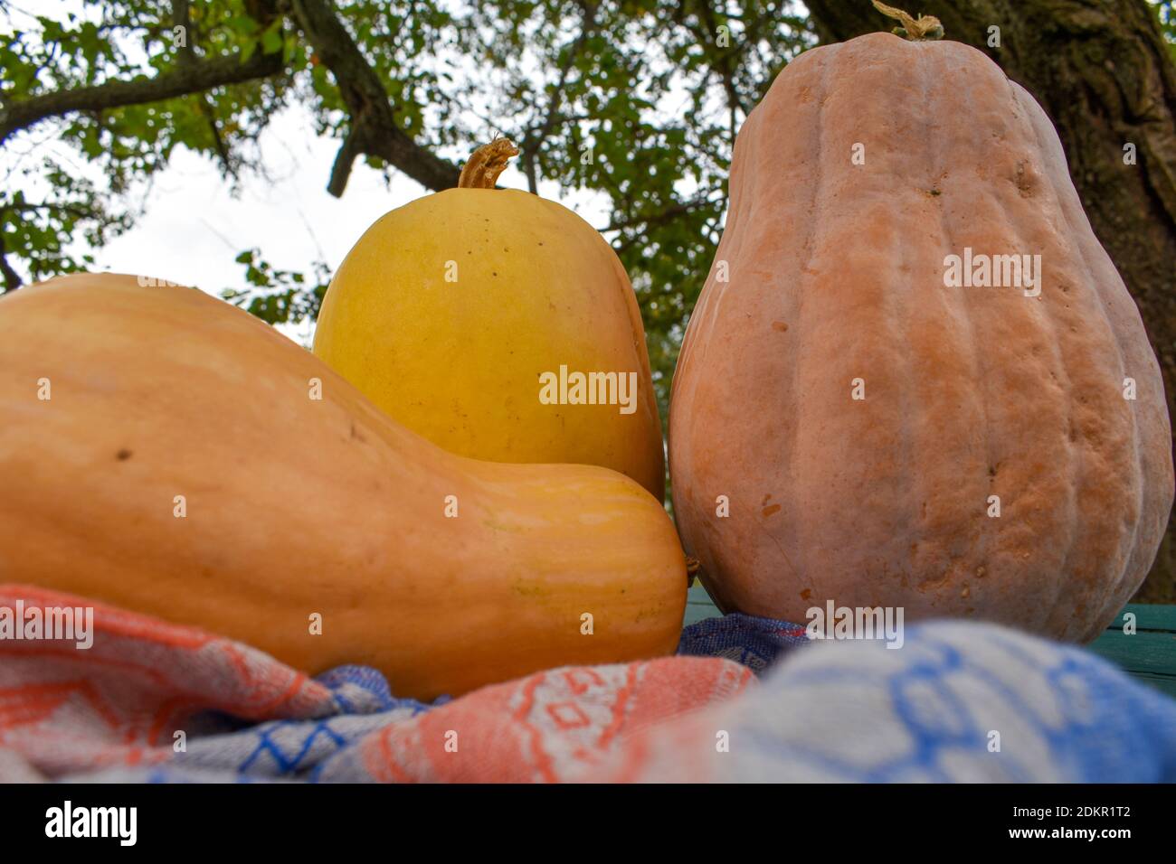Various pumpkins on the table Stock Photo